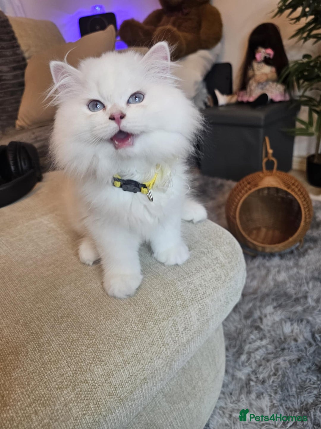 British Longhair cats for sale: Purebred British Longhair Boys-WCF Pedigree - Image 11