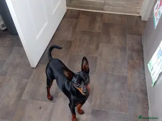 Miniature Pinscher dogs Male Miniature pinscher for sale - Advert 2