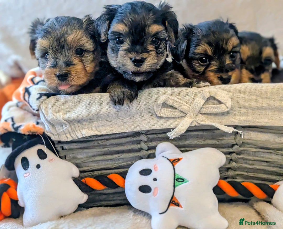 Yorkshire Terrier dogs for sale: 7 male Yorkshire terriers ready to leave.  - Image 35