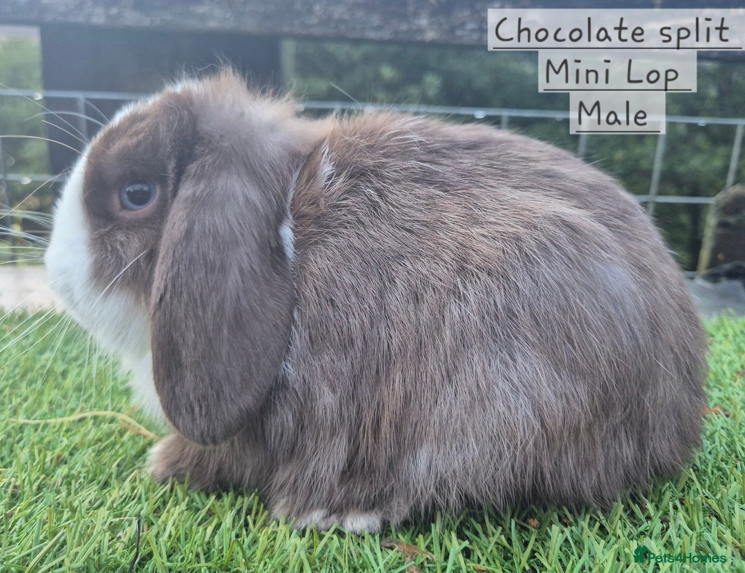 Mini Lop rabbits for sale: Various young mini lop males  - Image 10