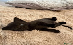 British Shorthair cats for sale: 2 female black tabby kittens  - Image 2