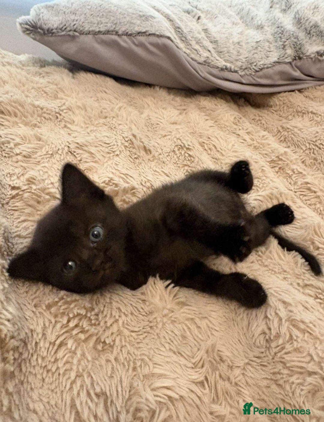 British Shorthair cats for sale: 2 female black tabby kittens  - Image 2