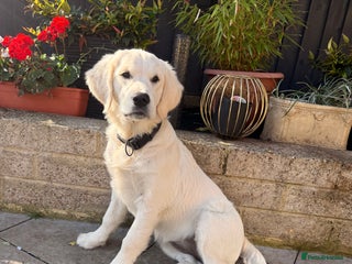 Golden Retriever dogs Golden retriever - Advert 2