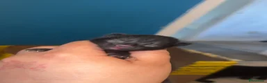 Mixed Breed 1