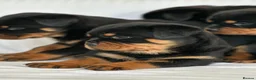 Rottweiler dogs for sale: Show Quality RKC Rottweiler Puppies in Manchester - Advert 1