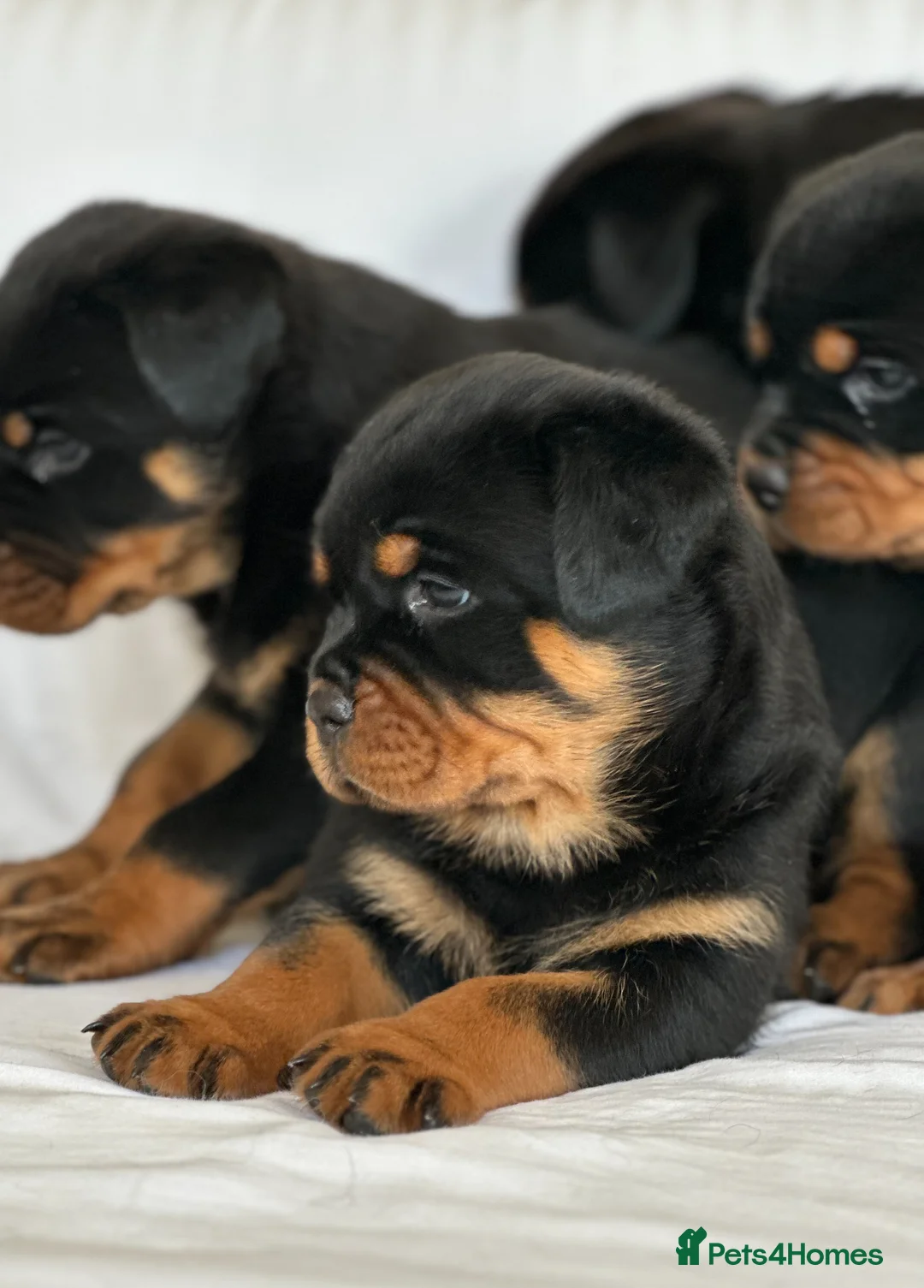 Rottweiler dogs for sale: Show Quality RKC Rottweiler Puppies in Manchester - Advert 1