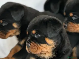 Rottweiler dogs Show Quality RKC Rottweiler Puppies - Advert 1