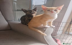 Mixed Breed cats for sale: Beautiful kittens  - Image 4