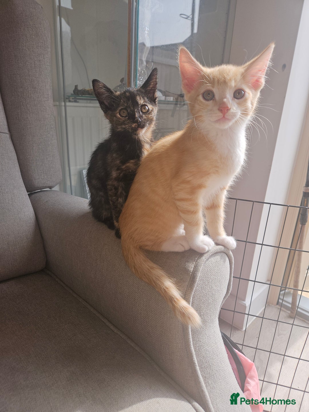 Mixed Breed cats for sale: Beautiful kittens  - Image 4