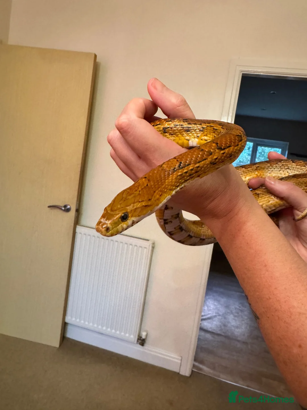 Corn Snake reptiles for sale: Corn Snake & Vivarium in Huddersfield - Advert 2