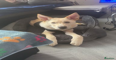 Mixed Breed dogs - Advert 1