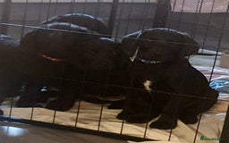 Labradoodle dogs for sale: ☆Ready to leave☆ CHUNKY PUPPIES ☆ - Advert 11