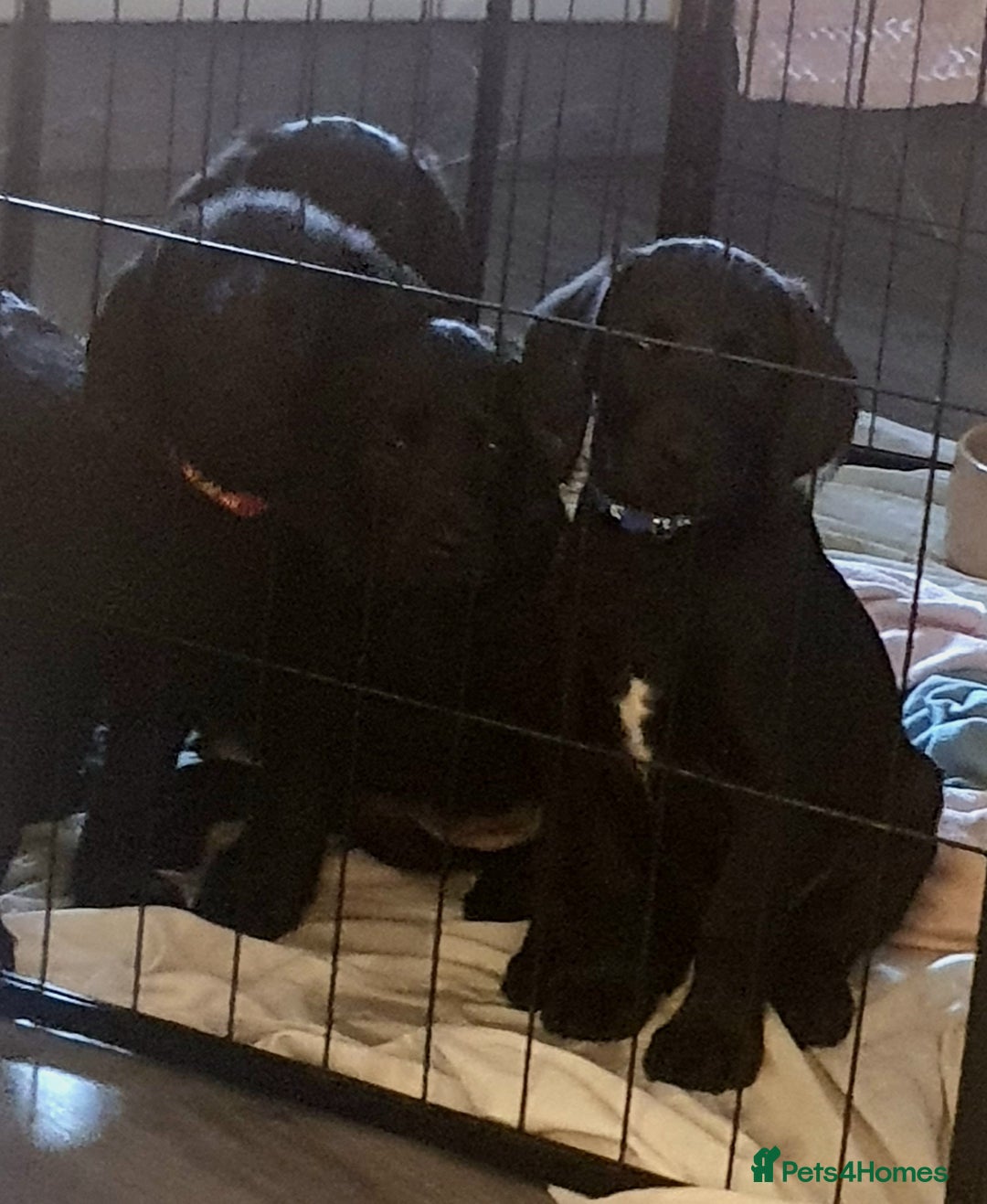 Labradoodle dogs for sale: ☆Ready to leave☆ CHUNKY PUPPIES ☆ - Advert 11