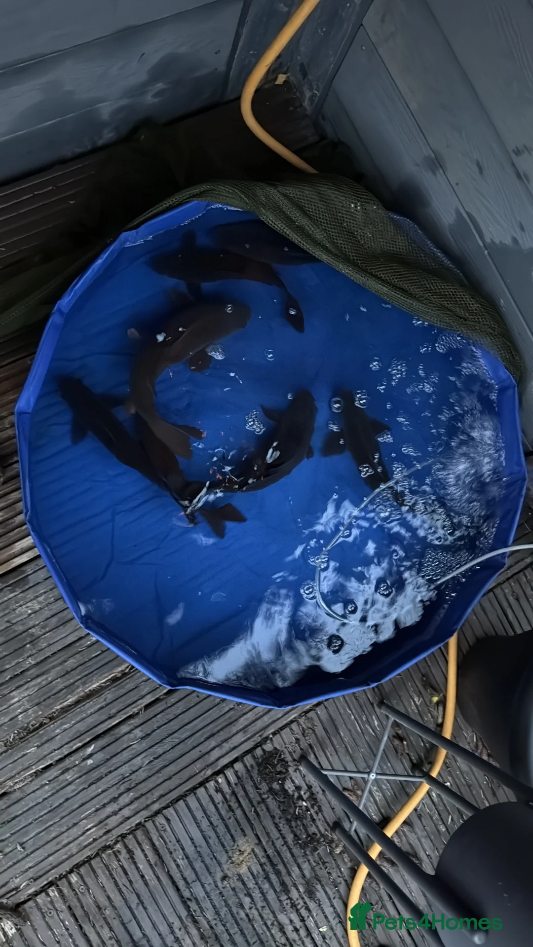 Koi Carp fish for sale: 7 black mixed koi one mirror carp  in Winchester - Advert 2