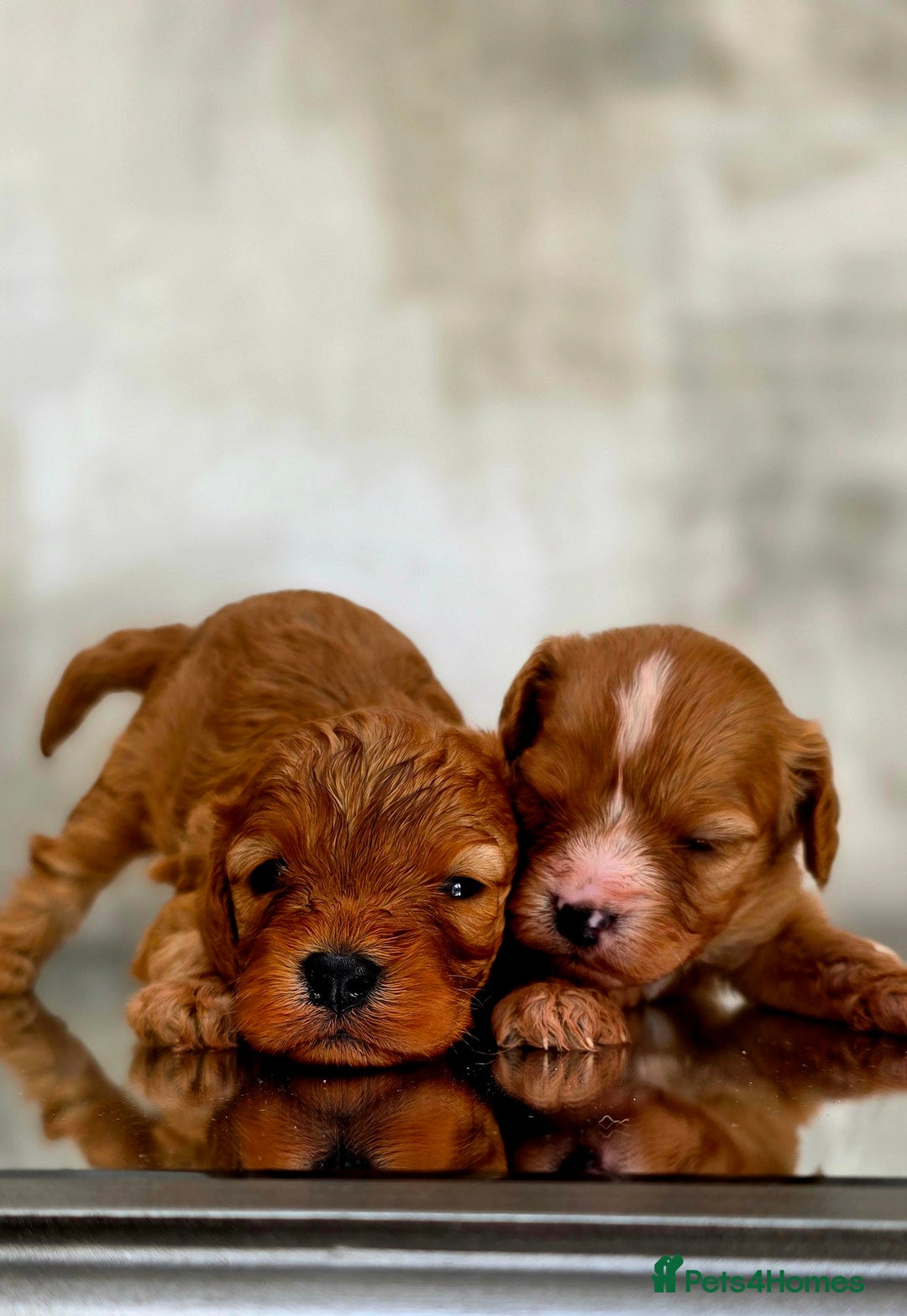 Cavapoo dogs for sale: Exquisit F1 Toy Cavapoos - Health tested Parent - Image 7