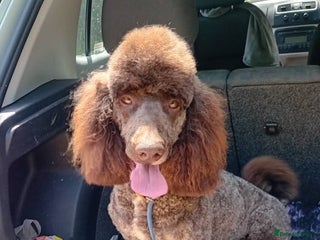 Poodle dogs in Warwick - Advert 20