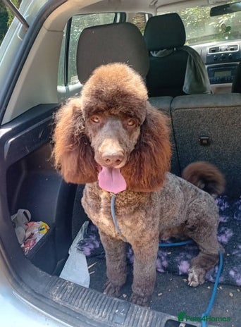 Poodle dogs in Warwick - Advert 5