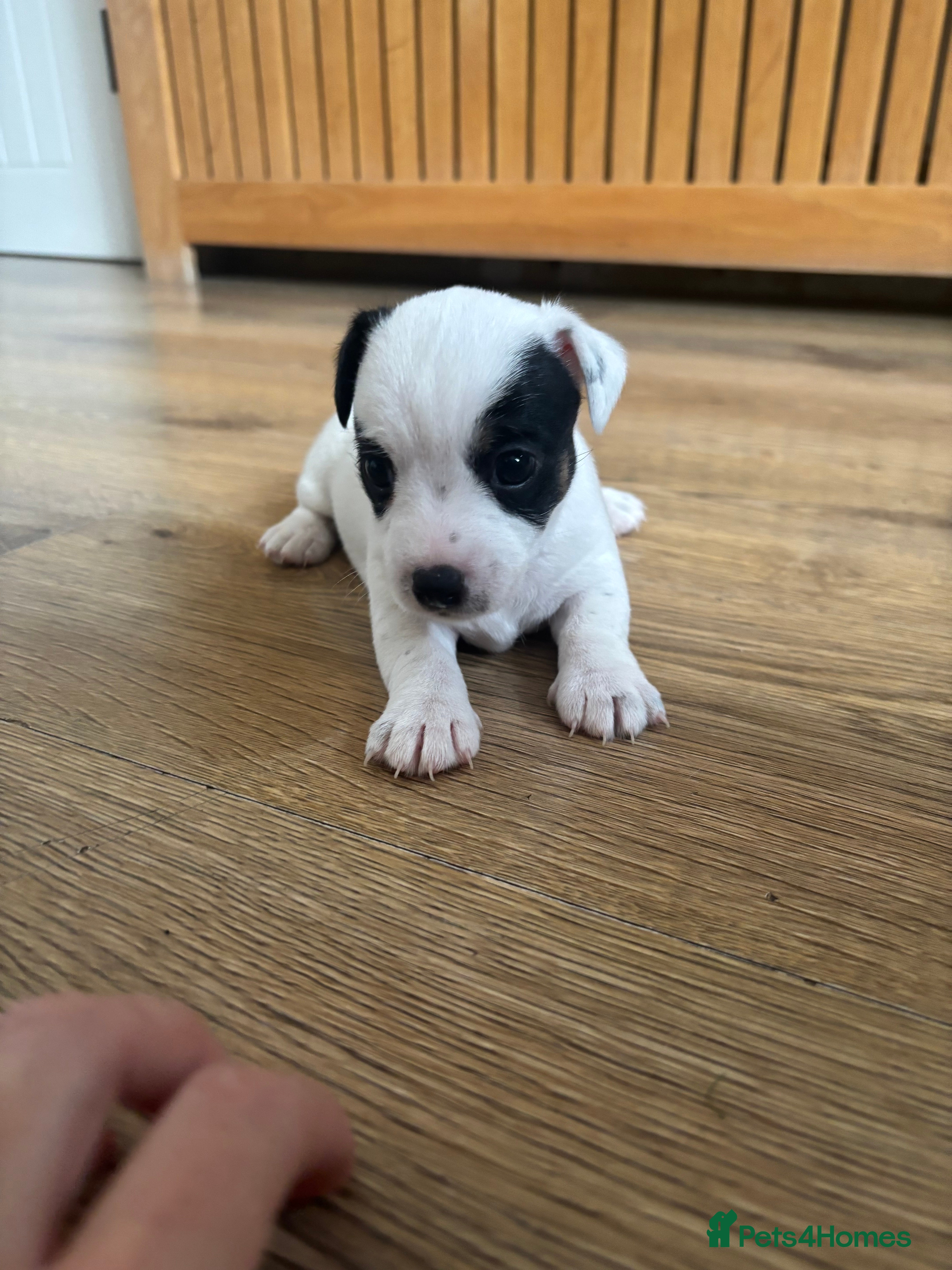 Jack Russell dogs Stunning litter of jackrussels  - Advert 2