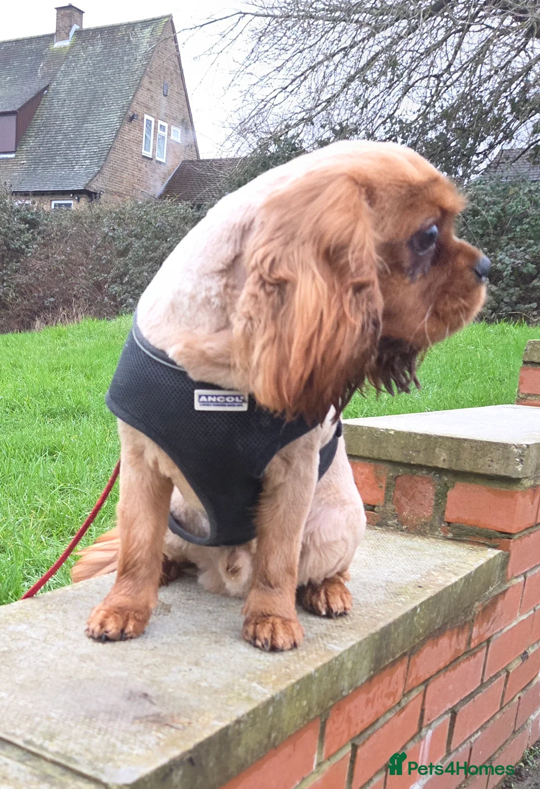 Cavalier King Charles Spaniel dogs for stud: Extensively health tested ruby STUD - Advert 7