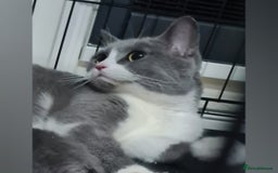 Scottish Fold cats for sale: Scottish fold available  - Image 3