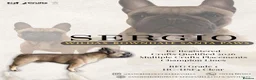 French Bulldog dogs for stud: Championship Lines French Bulldog For Stud - Advert 1