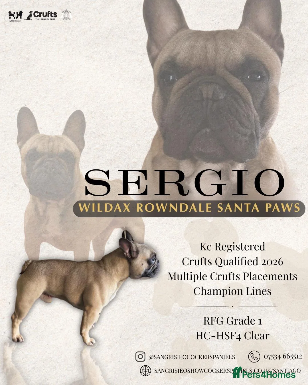 French Bulldog dogs for stud: Championship Lines French Bulldog For Stud - Advert 1