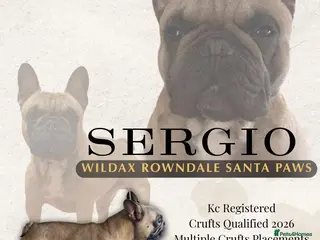 French Bulldog dogs for stud: Championship Lines French Bulldog For Stud - Advert 2