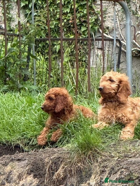 Irish Doodle dogs Medium size boy available! Ready now! - Advert 3