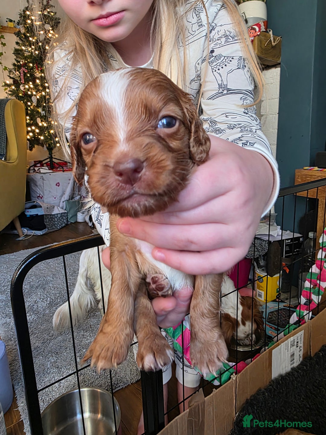 Cocker Spaniel dogs for sale: Beautiful Spaniel pups! - Advert 16