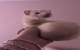 Ferret rodents for sale: Silver Jill - Image 2