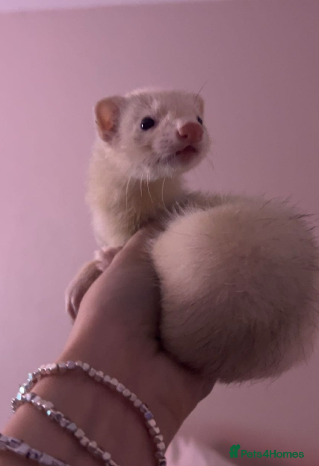 Ferret rodents for sale: Silver Jill - Image 2