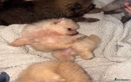 Pomeranian dogs for sale: ** Pomeranian Puppies 🐶🤍🐻🤎 - Image 29