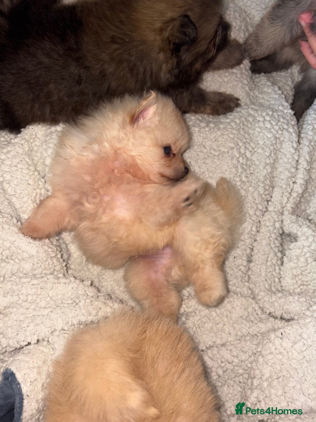 Pomeranian dogs for sale: ** Pomeranian Puppies 🐶🤍🐻🤎 - Image 29