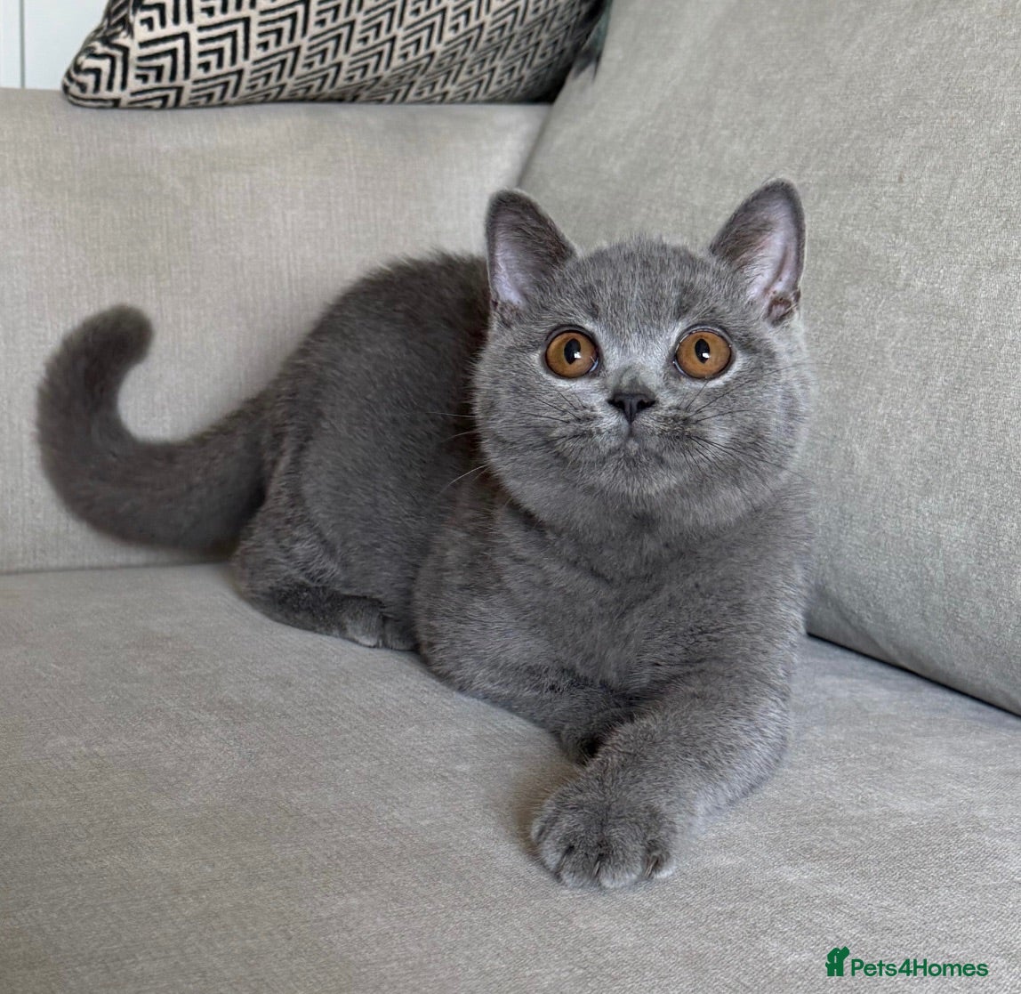 British Shorthair cats ✨ GCCF BEAUTIFUL KITTENS ✨ - Advert 1