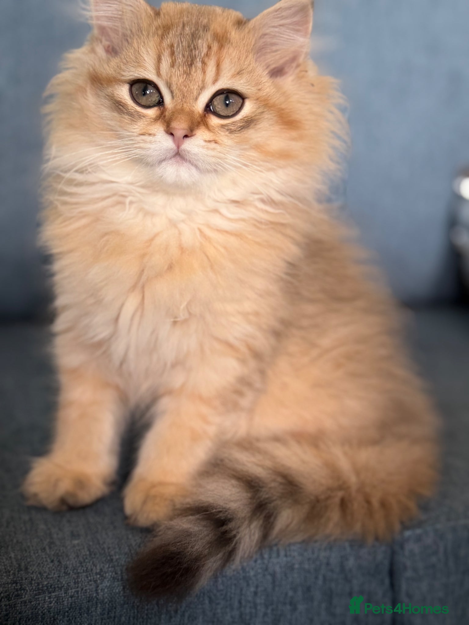 British Longhair cats British longhair golden kittens TICA - Advert 5