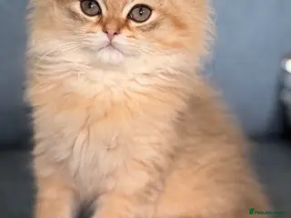 British Longhair cats British longhair golden kittens TICA - Advert 5