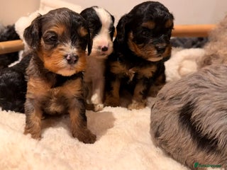 Cavapoo dogs Exceptional examples of top class cavapoo puppies - Advert 1