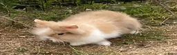 Lionhead rabbits for sale: Pure Lionhead bunnies  - Advert 4
