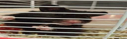 Hamster rodents for sale: Syrian hamster  - Advert 3