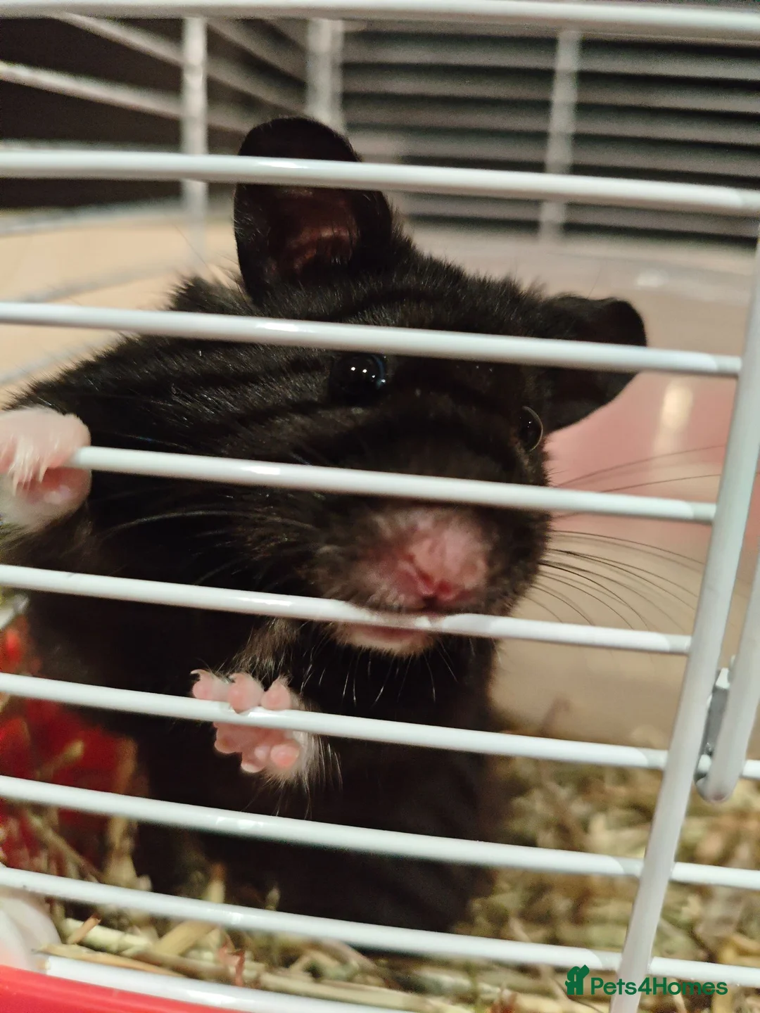 Hamster rodents for sale: Syrian hamster  - Advert 3