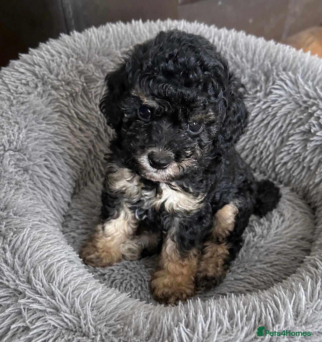 Toy Poodle dogs Adorable Kennel Club Reg toy poodle girl puppies - Advert 2