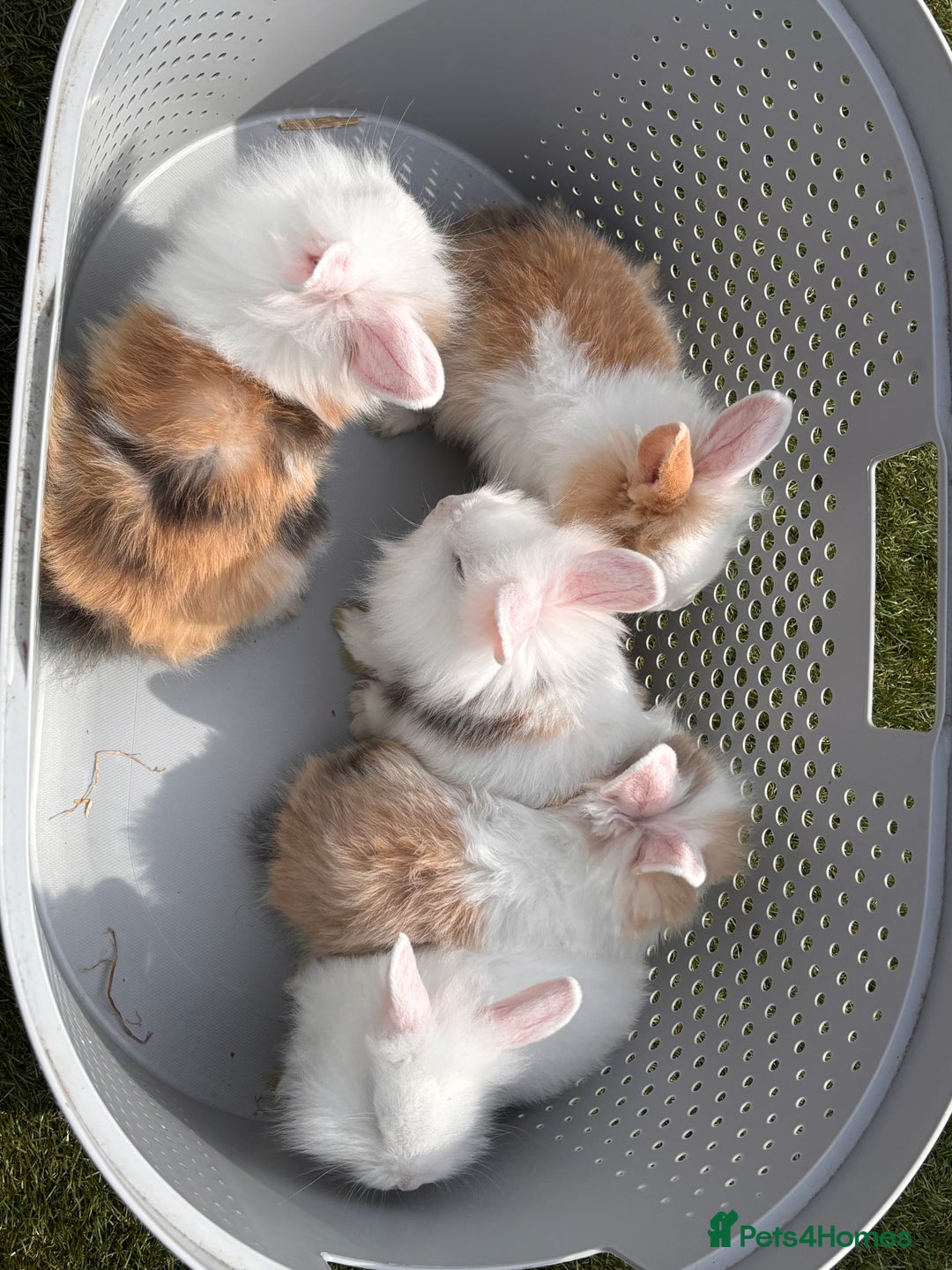 Lionhead rabbits for sale: Lionhead x lowered baby rabbits  - Image 12