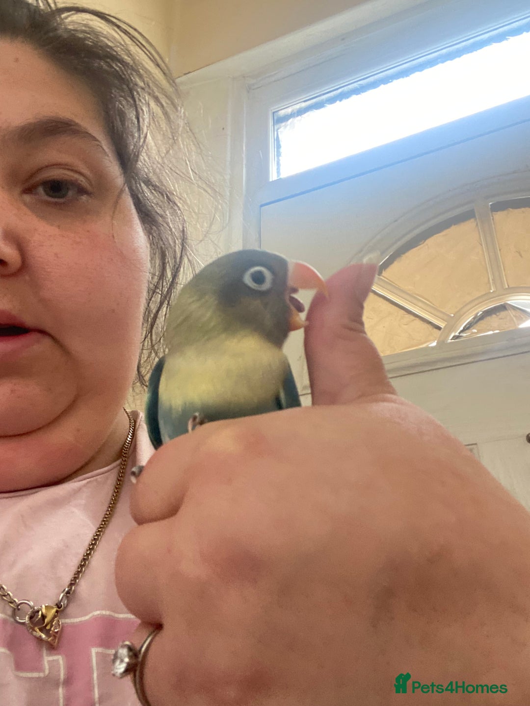 Lovebirds birds for sale: 4 year old female and 6 week old baby  - Image 7