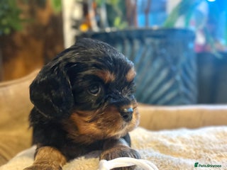 Cavalier King Charles Spaniel dogs for sale - Advert 1