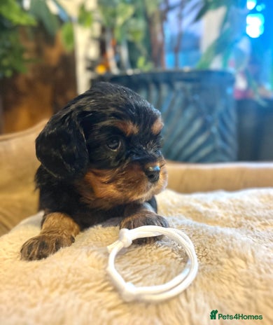 Cavalier King Charles Spaniel dogs - Advert 10