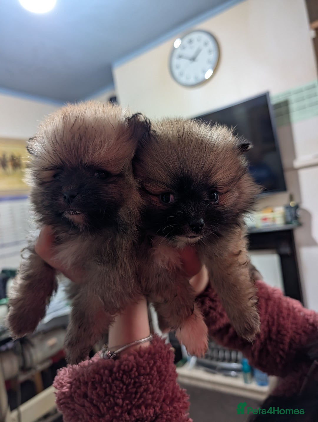 Pomeranian dogs for sale: Pomeranian puppy  - Advert 9