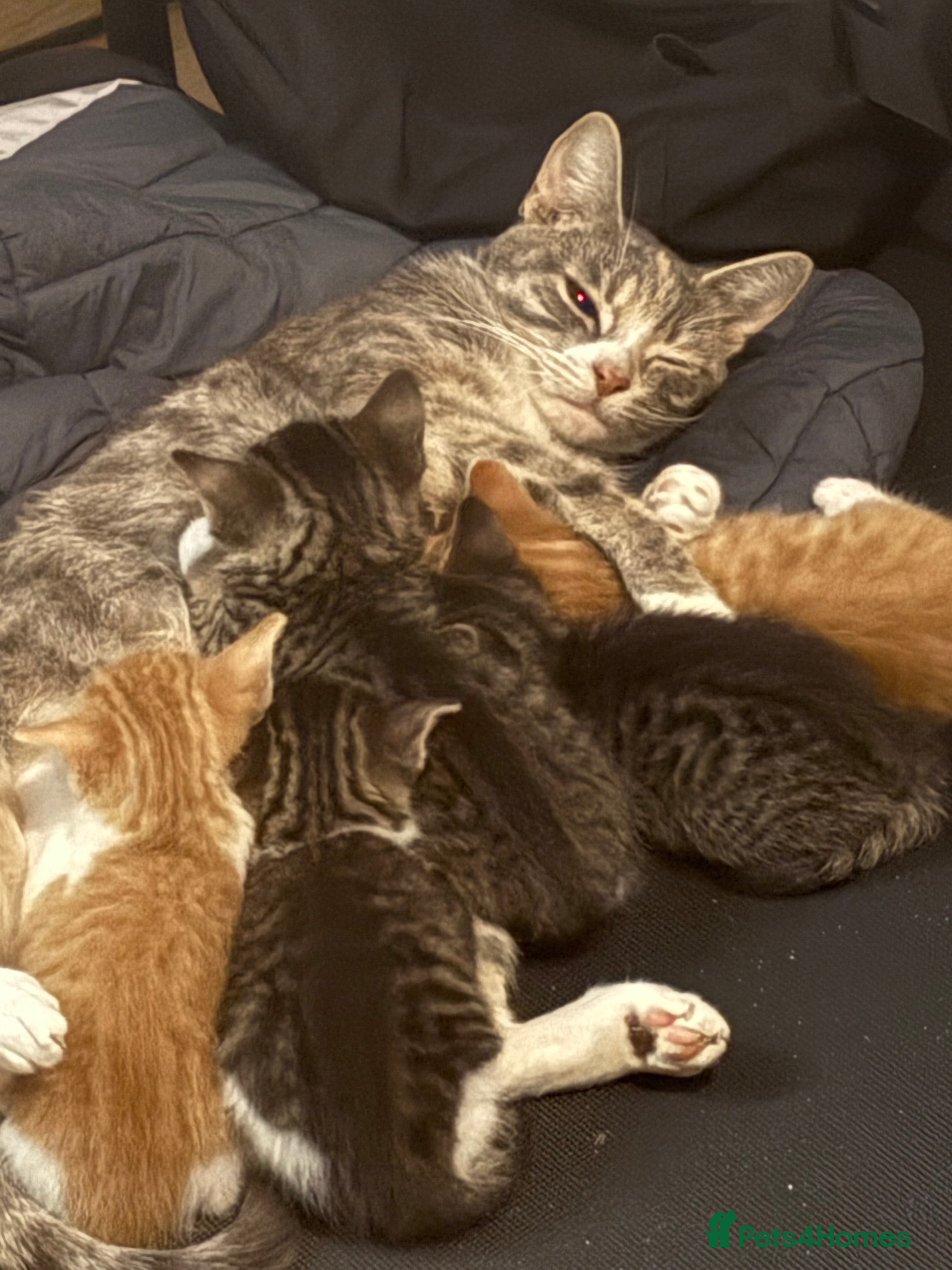 Mixed Breed cats Three boys two female kittens. Beautiful colours - Advert 1