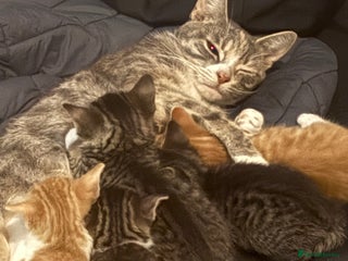 Mixed Breed cats Three boys two female kittens. Beautiful colours - Advert 1