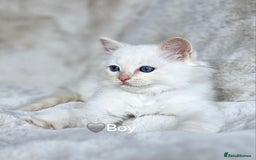 Ragdoll cats for sale: Pure Ragdoll Kittens - Image 11