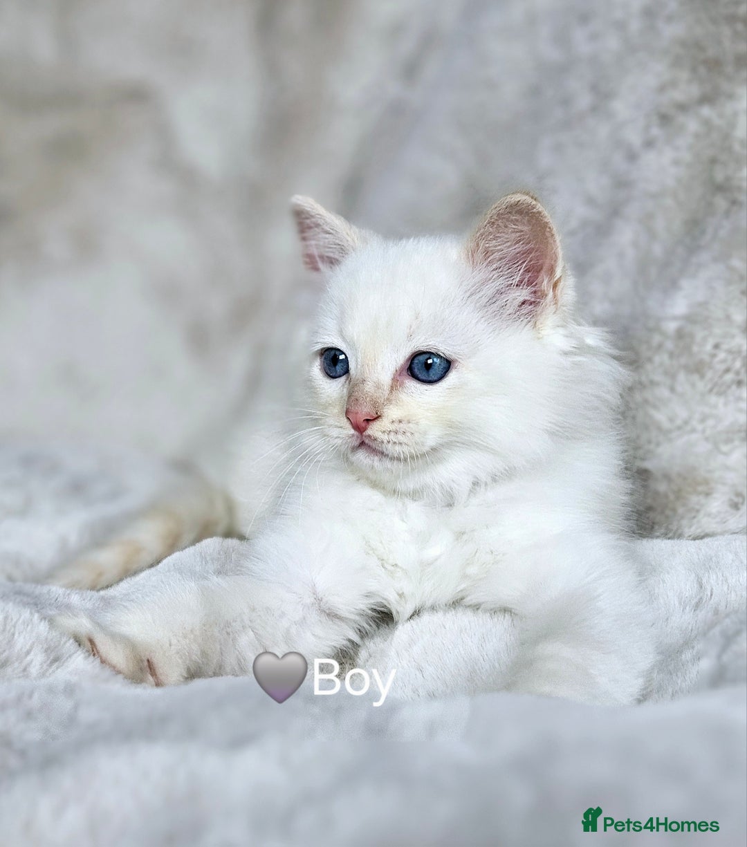 Ragdoll cats for sale: Pure Ragdoll Kittens - Image 11